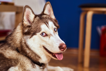 Portrait of a young Siberian husky dog.