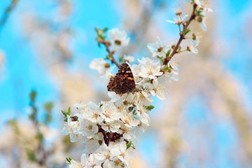 Butterfly on a branch of sakura blossoms