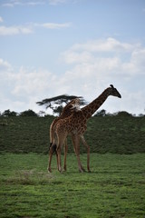 Giraffes fighting each other 