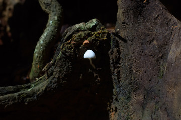 White small mushroom grown on stump in forest
