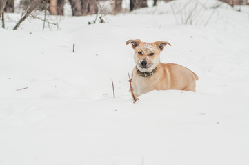 the dog was frozen in the park