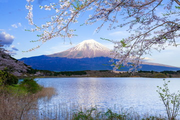 富士山と桜、静岡県富士宮市田貫湖にて
