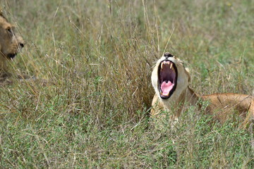 Lion Yawning