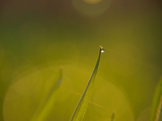  dew drop at sunrise