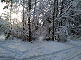 Bright sun shines through the snow-covered branches of trees in the forest at sunset.