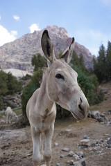 The portrait of a grey donkey in the Fann Mountains, Tajikistan 