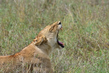 Lioness yawning