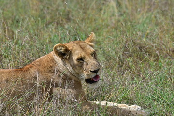 Lioness making a funny face