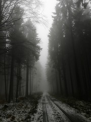 Fototapeta na wymiar Taunus Wanderweg im Nebel