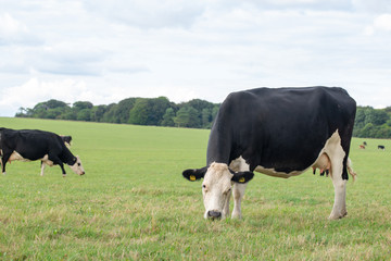 Fototapeta premium Mucche al pascolo in campagna