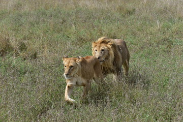 Lion couple chasing each other