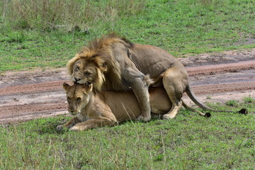 Fototapeta na wymiar Lions Mating