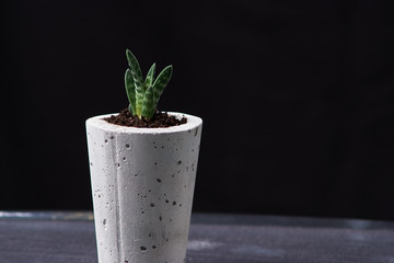 minimalist urban gardening or stylish interior background with various succulents. Selective focus