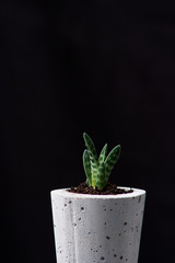 Succulents in diy concrete pot. Only planted in pots. On black background. the concept of home comfort