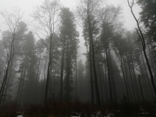 Drohende Bäume im Nebel des Taunus