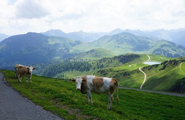Fototapeta na wymiar Two cows on alpine pasture, standing near the path, lake visible in the background, Austria