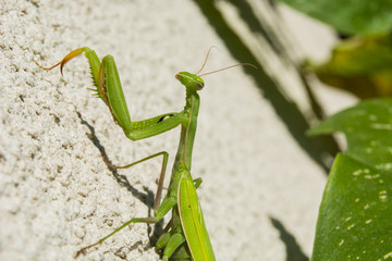 One female green mantis