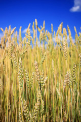 Obraz premium Ripe rye ears in a field