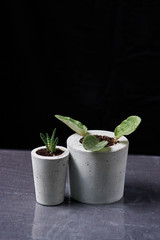 Succulents and viola in diy concrete pot. Only planted in pots. On black background. the concept of home comfort