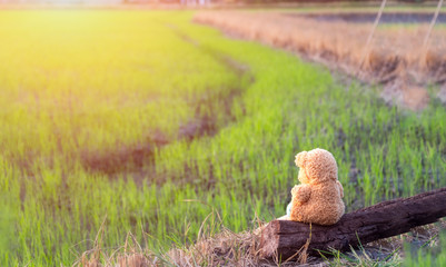 Love concept; Alone bear doll,very sad,alone,lonely,vintage style sit on the log at the rice field.