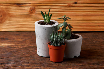 succulent plant in handmade concrete pot in room decoration for cactus lover