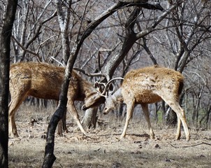 Two male deer, stags, bucks, fighting, surrounded by trees, Ranthambore National Park, India 