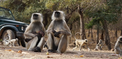 Fototapeta premium Two monkeys sitting on the ground, one holding a baby monkey, other monkeys and jeep in the background, Ranthambore National Park, India 