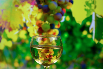 White wine in a glass