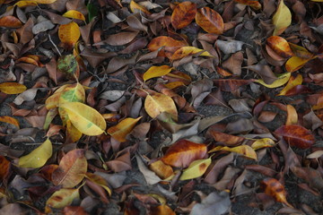 colors of autumn leaves