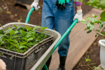 close up croped photo. gardener tools.focus on cart with plants, preparation for planting exotic flowers