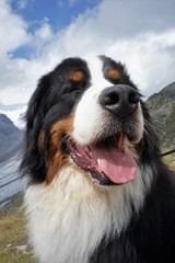 Fototapeta na wymiar Portrait of a happy Bernese Mountain Dog, mountains in the background, Alps, Switzerland