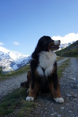 Fototapeta na wymiar Bernese Mountain Dog sitting on the path in the mountains, looking away from the camera, Alps, Switzerland
