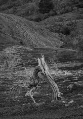 Dead Tree in fields in Tylliria, Cyprus in monochrome