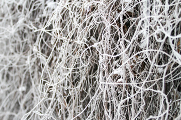 White winter view of frozen branc, bushes on a very cold winter day. Shot taken near garden fence.