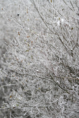 Beautiful countryside village winter view of frozen tree with snow.