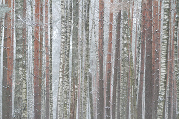 Obraz premium Beautiful cold winter white day with snow on trees. View of small village,countryside forest in winter season.