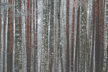 Obraz premium Beautiful cold white winter view of frozen snow to the trees.