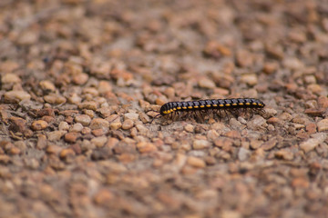 millipede crawling on wash-out concrete  in a black yellow color, animal macro photography 