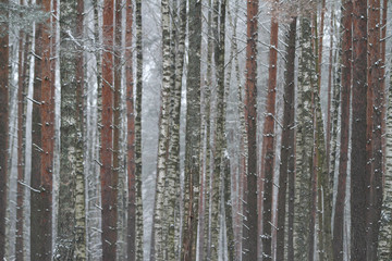 Obraz premium Beautiful cold winter white day with snow on trees. View of small village,countryside forest in winter season.
