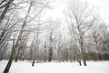 Winter view of beautiful forest with amazing cold snow.