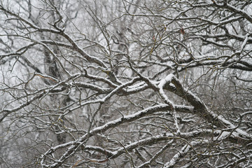 Obraz premium Beautiful winter view of trees with snow.