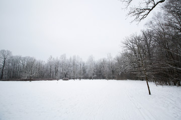 Beautiful winter landscape view with snow and trees.