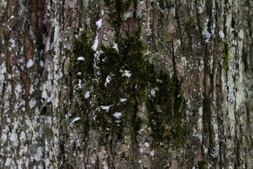 Fototapeta premium Winter wood texture background view.