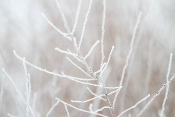 Beautiful, small frozen winter bush with lovely background.