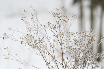 Beautiful, small frozen winter bush with lovely background.