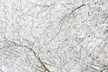 Beautiful white winter view with fantastic white snow on winter branches.