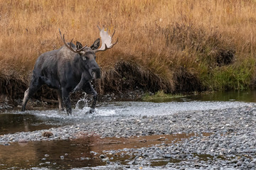 Moose Crossing a River