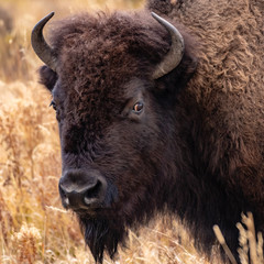 Portrait of a Bison