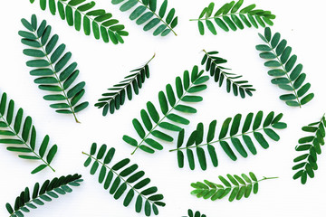 Green branches on a white background, abstract minimalistic spring background and texture, Flat lay, top view.