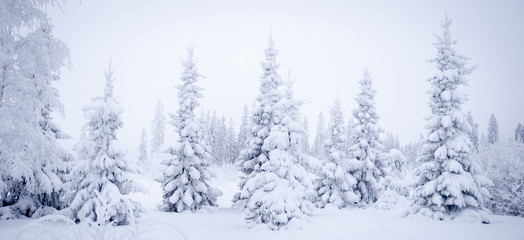 Fototapeta premium Fabulous winter landscape, Christmas trees in the snow, cold, snowy winter